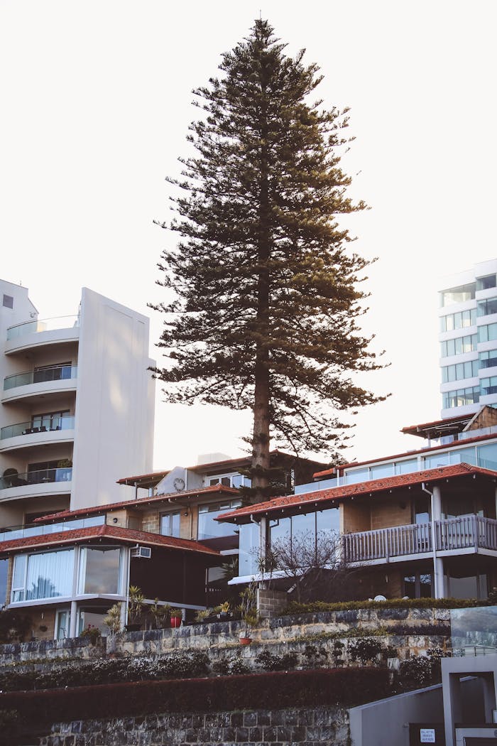 Luxurious residential architecture with a prominent pine tree near urban Perth.